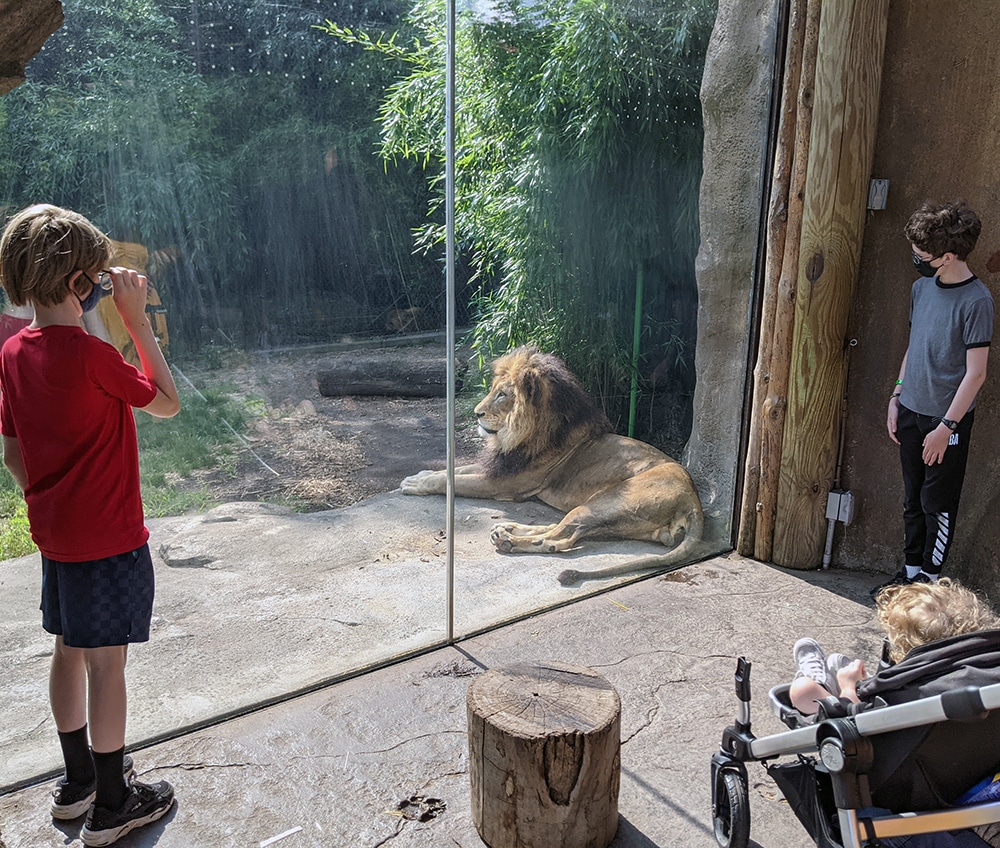 A lion sits by the glass and ignores nearby kids at the Cincinnati Zoo. The Cincinnati Zoo is one of the top zoos for families to visit. 