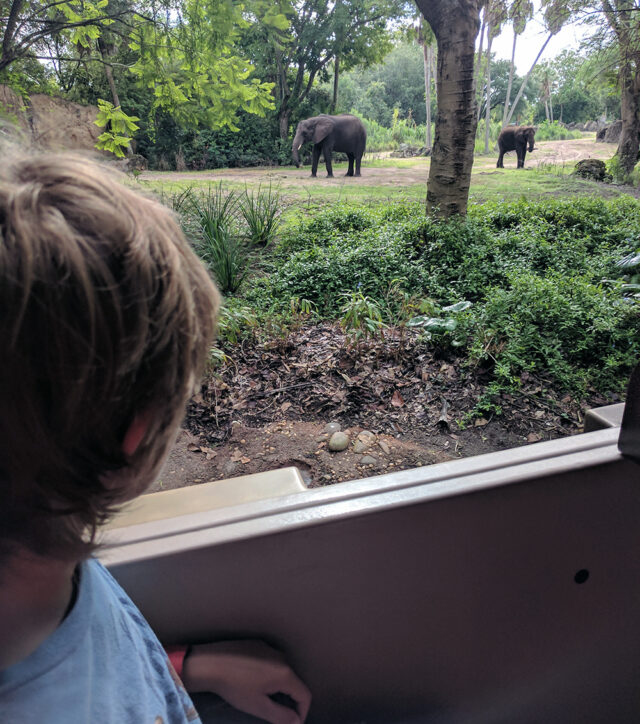 Riding in a jeep for a safari at Disney's Animal Kingdom, a top U.S. zoo to experience with kids.