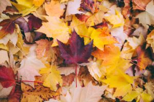 colorful fall leaves. Fall in Denver: The Best 5 Things to do With Kids family travel halloween