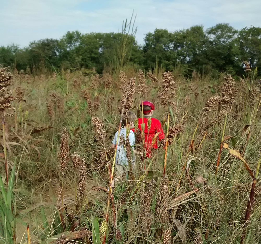 Two kids navigate a corn maze at Gentry's Farm in Franklin, TN. It's a great fall activity in Franklin and one of the best family activities in Franklin, Tennessee.