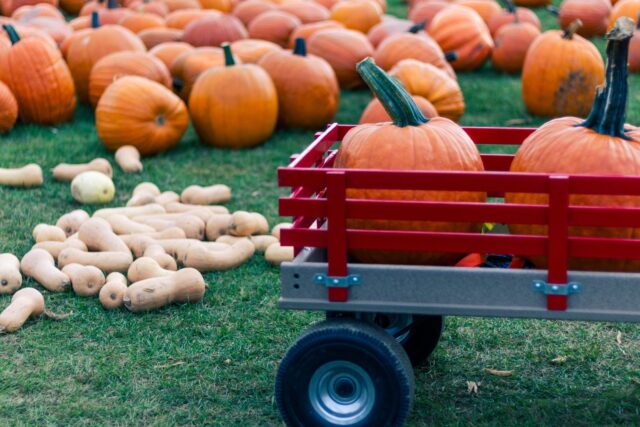 Red wagon with pumpkins. White and orange pumpkins in the background. Fall in the San Francisco Bay Area: Best Things to Do with Kids family travel halloween