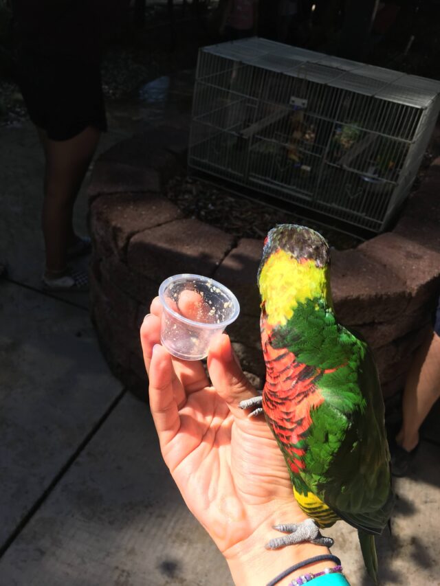 An empty cup held in a hand, with a perched green parrot looking away from the camera.Secret Redding: Discovering the Best 5 Things to do With Kids family travel