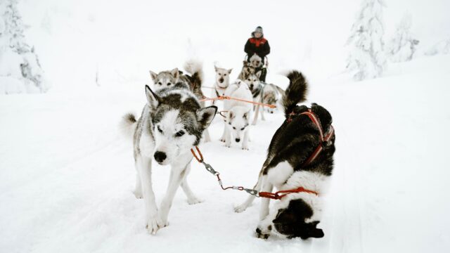 Dogsledding in Sunriver Oregon - family fun for everyone!