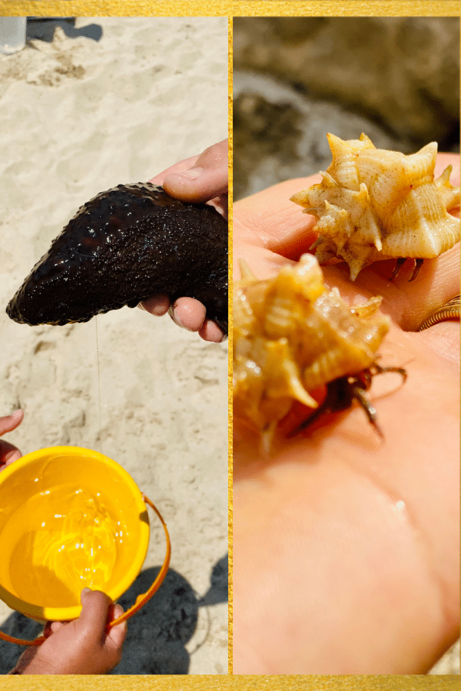 The infamous black sea cucumber (left) and hermit crab brothers (right).