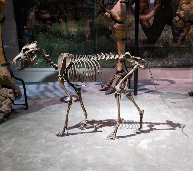 The Perot Museum's collection of fossils. Gift someone a science museum membership, and they can get free admission for museums all over the country. 