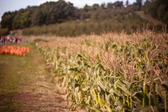 Corn maze edge with pumpkins