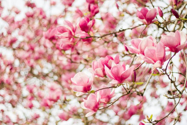 A tree full of beautiful pink blooms in the spring