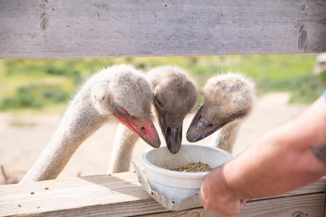 Ostriches Solvang, CA - A Romantic Getaway In Solvang, CA.