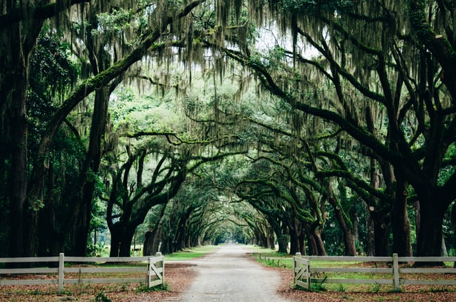 Tree Archway in Savannah, GA - Things To Do With Kids in Savannah, GA