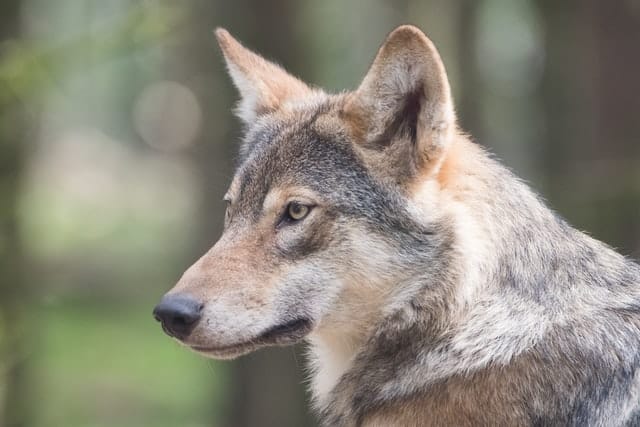 Gray Wolf in Oatland Island Wildlife Center, Savannah, GA - Things To Do With Kids in Savannah, GA