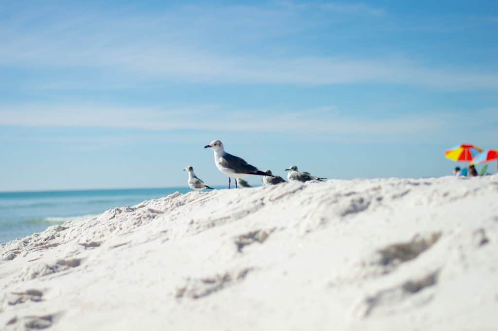 Seagulls on Santa Rosa Beach - Discover Hidden Gems in Florida with Kids