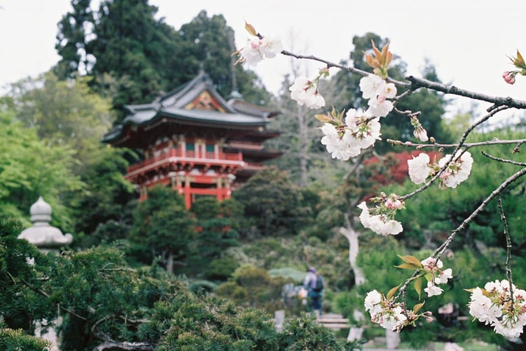 Japanese Tea Garden, San Francisco - Fun Family Getaway at the SF Cherry Blossom Festival