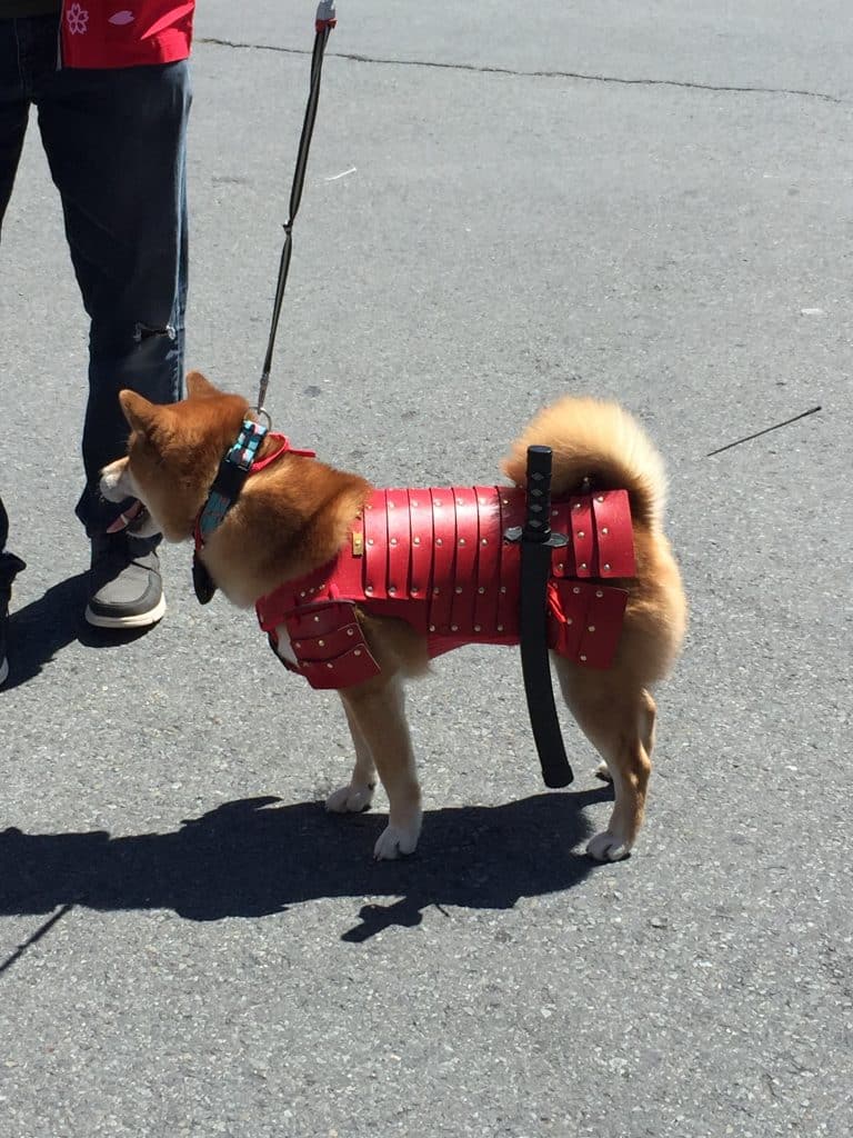 Shiba Inu dog with samurai sword - Fun Family Getaway at the SF Cherry Blossom Festival