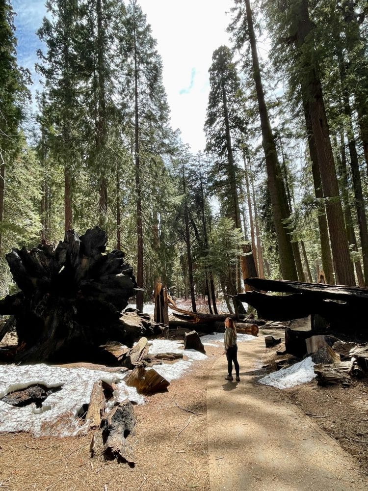 woman standing between giant sequoias - things to do in visalia