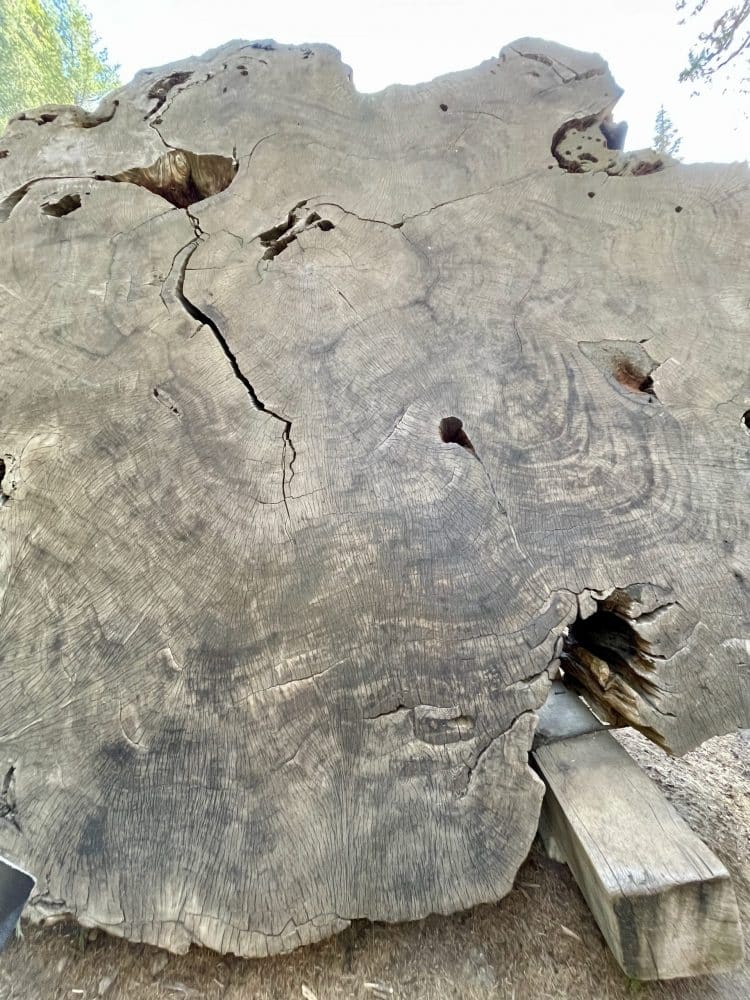 cross section of tree - things to do in visalia