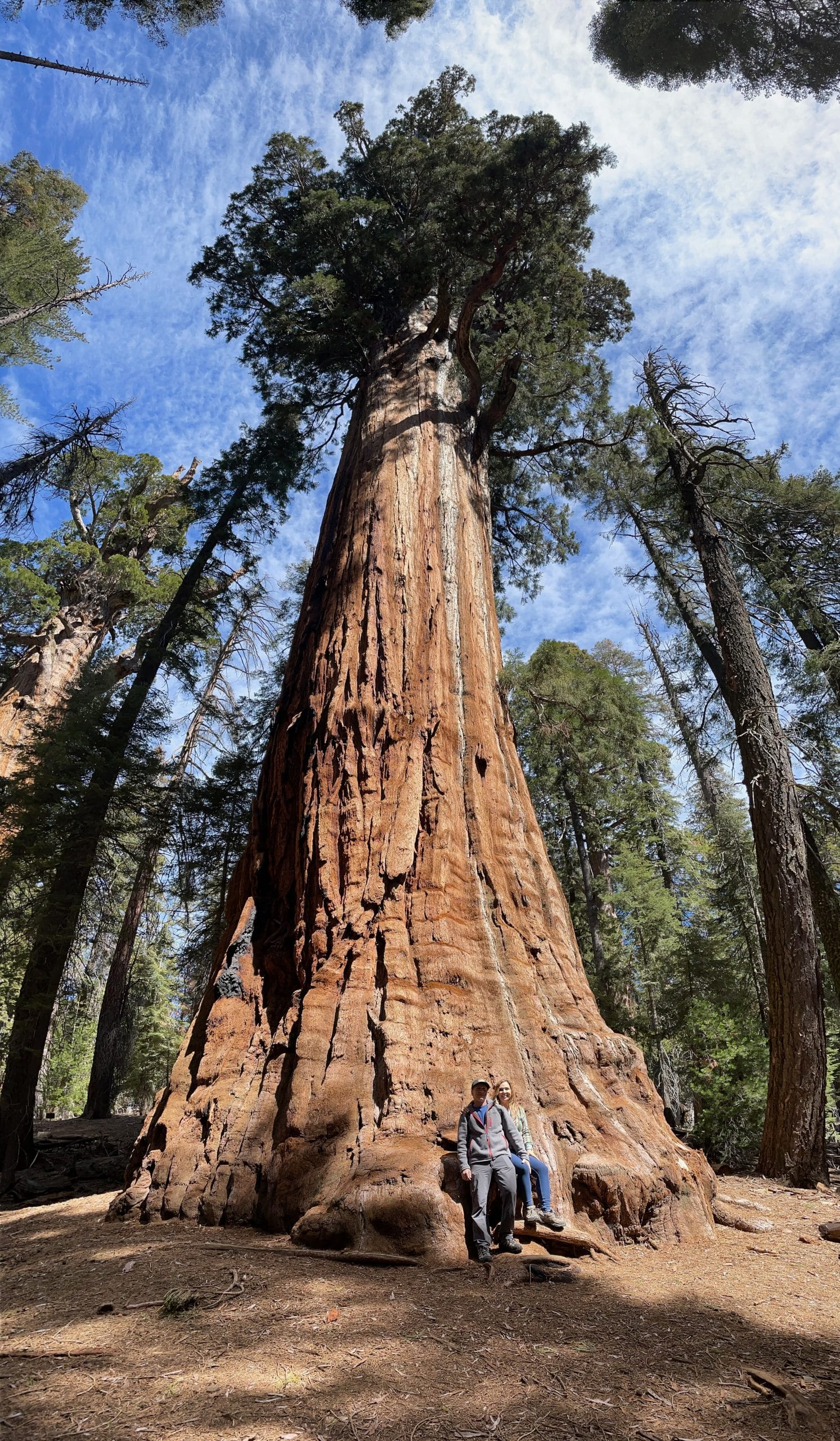 The President Tree with us at the bottom - things to do in visalia