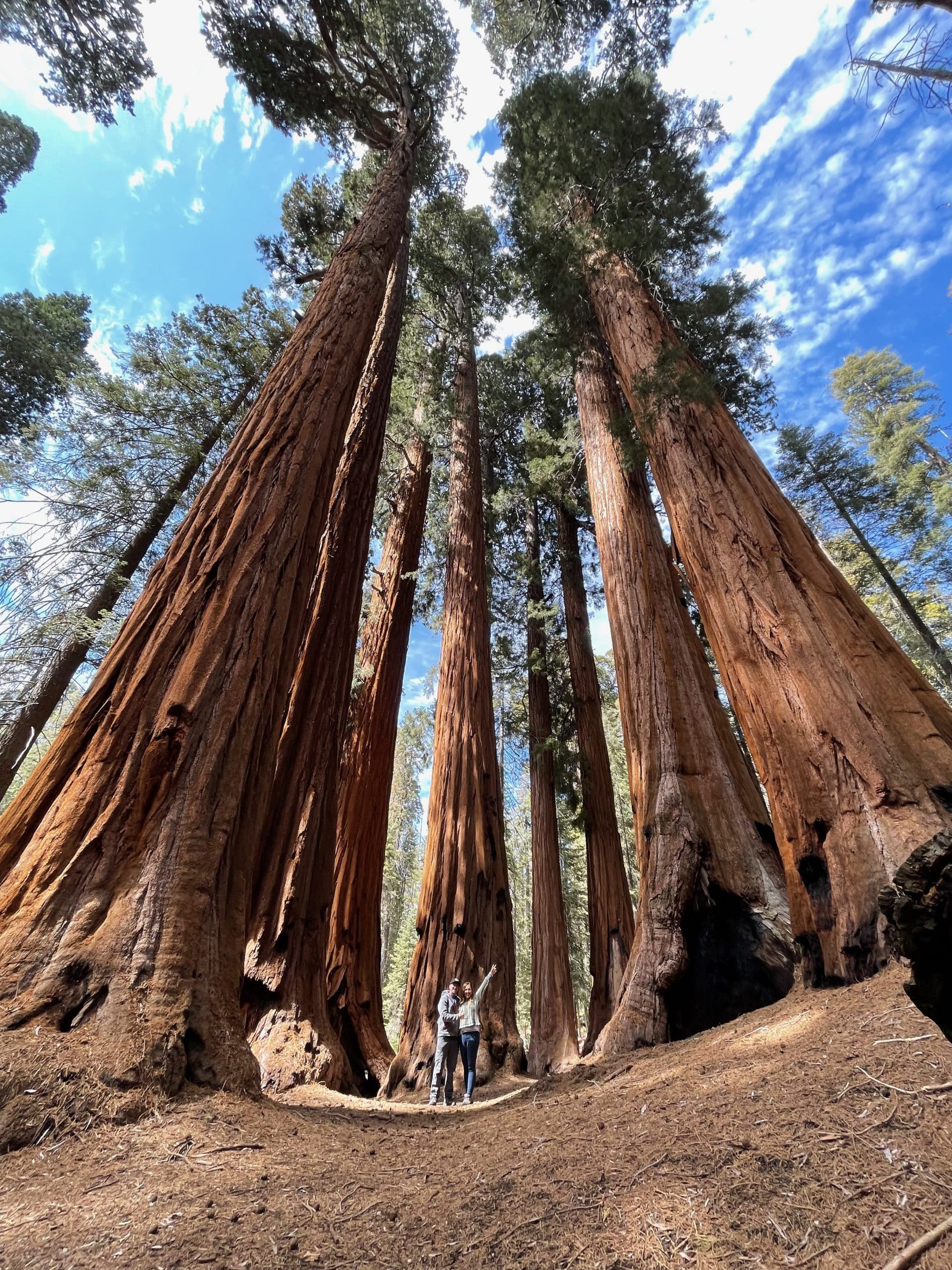 senate tree grove - things to do in visalia
