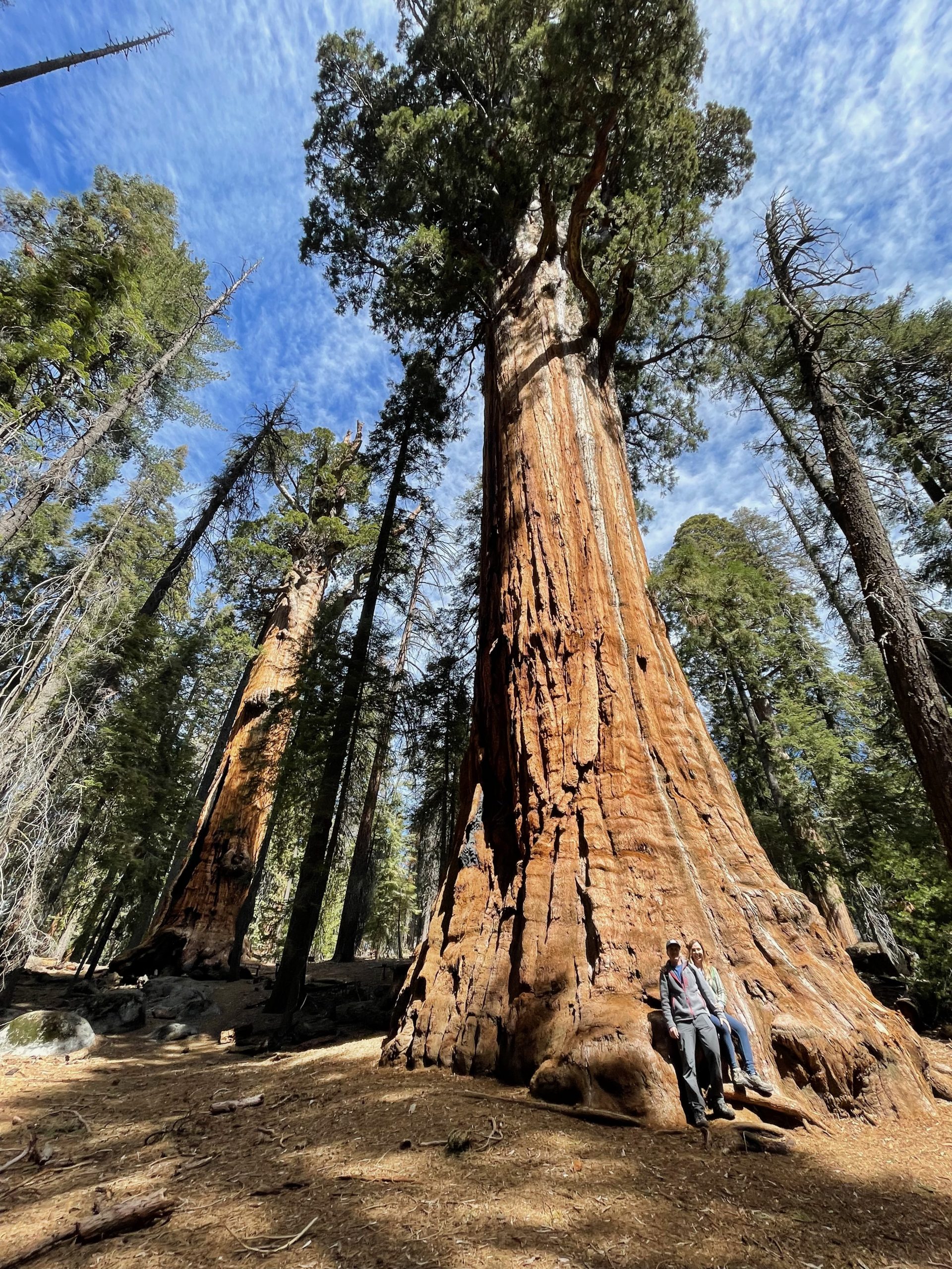 giant sequoias - things to do in visalia