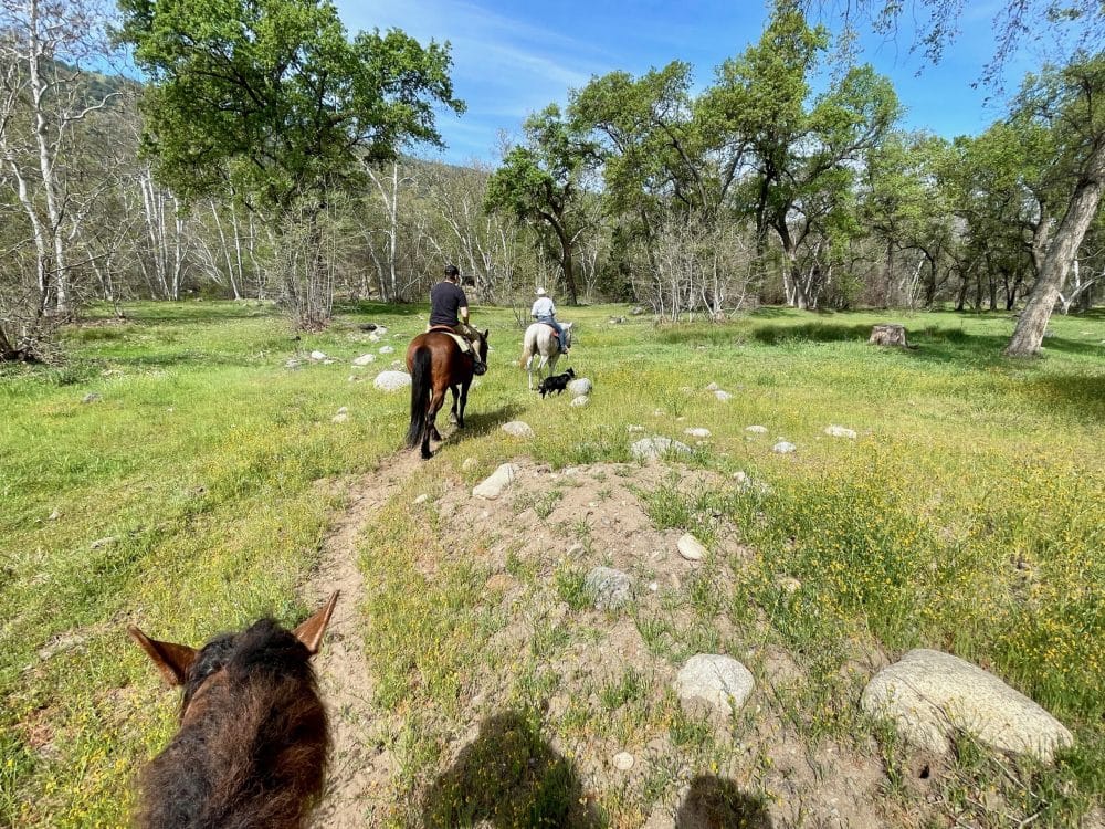 horses on trail - things to do in visalia