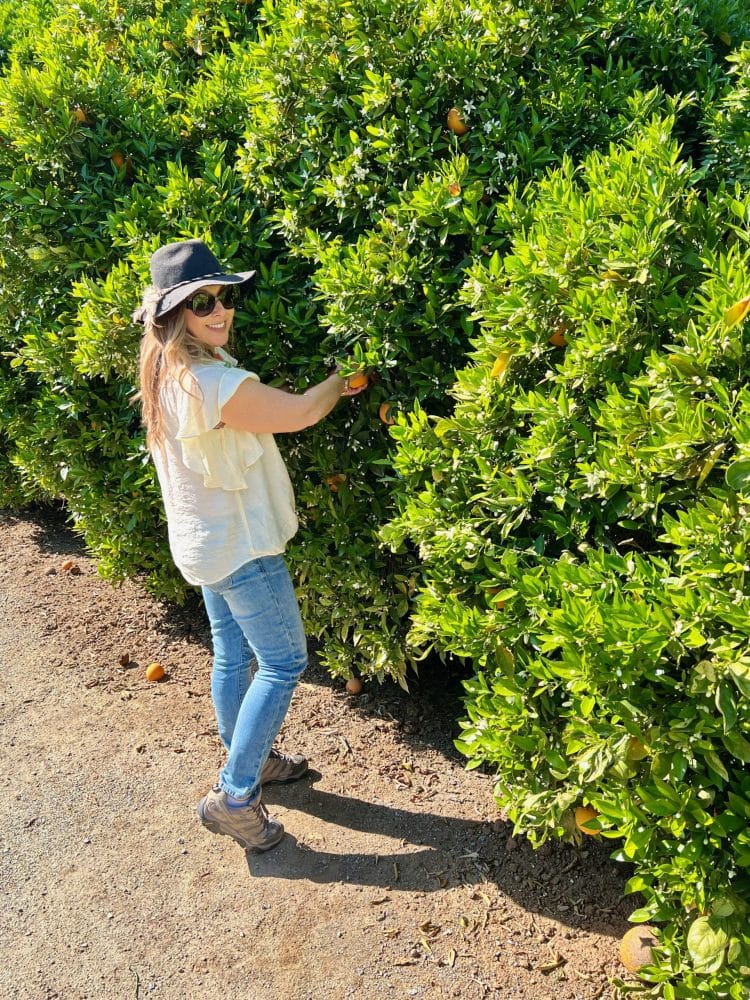 author picking orange - things to do in visalia