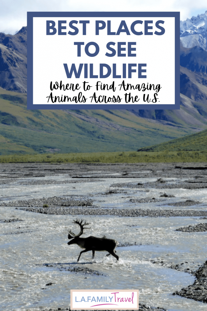 Best Places to See Wildlife: Where to Find Amazing Animals Across the U.S. 