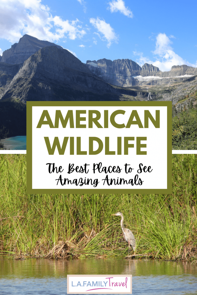 American Wildlife: The Best Places to See Amazing Animals