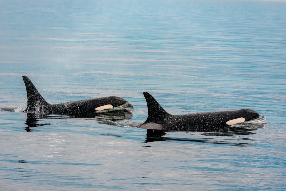 The waterways near Seattle and Vancouver are perfect for viewing marine mammals like orcas. 