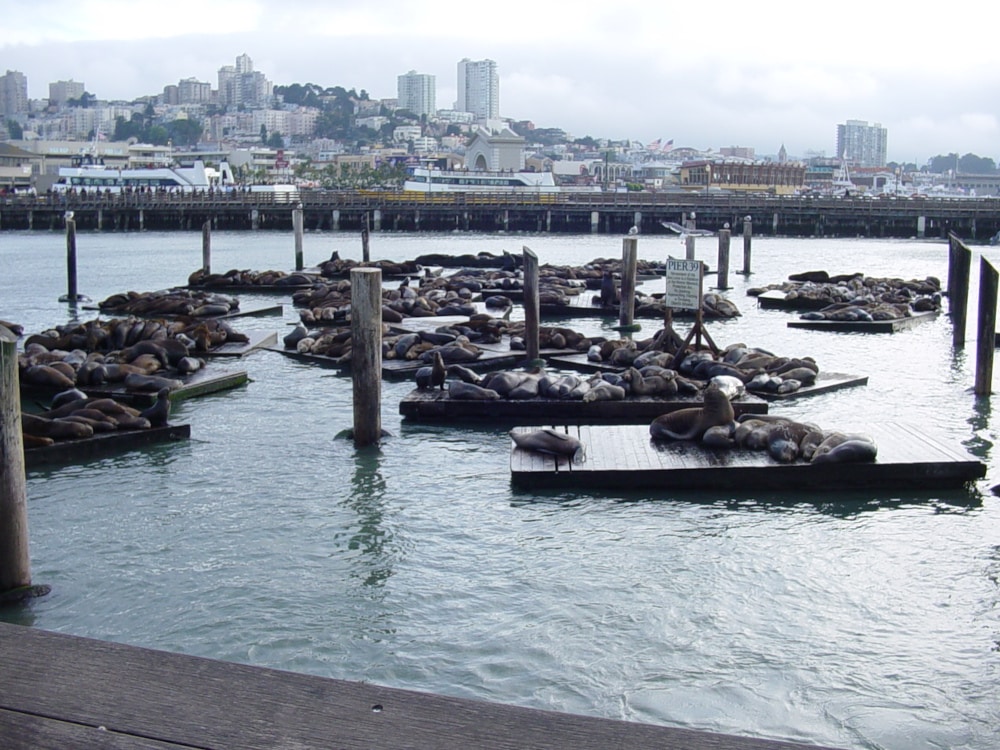 See wildlife right at home, with the famous California Sea Lions lounging on Pier 39. 