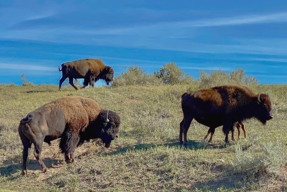 The Great Plains are the best place to see prairie animals like buffalo and pronghorns. 