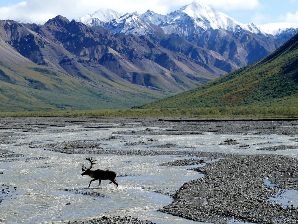 A moose walks across a stream with the snowy mountains of Denali National Park in the background. 