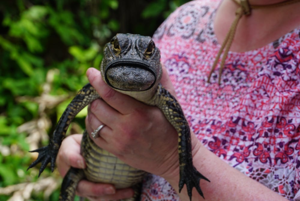 Florida's stunning wildlife includes alligators -- but don't get too close! Best Places To See American Wildlife