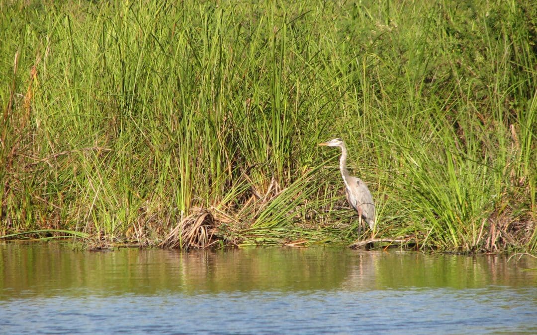 Best Places to See American Wildlife