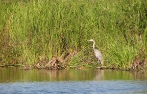 Wildlife watching in the U.S. can mean seeing storks in wetlands, buffalo on prairies, or bears in national parks.
