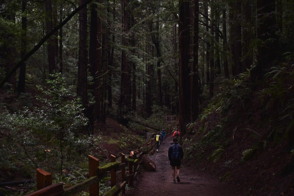 Reinhardt Redwood Regional Park - The 7 Best Family-Friendly Hiking Trails Near San Francisco