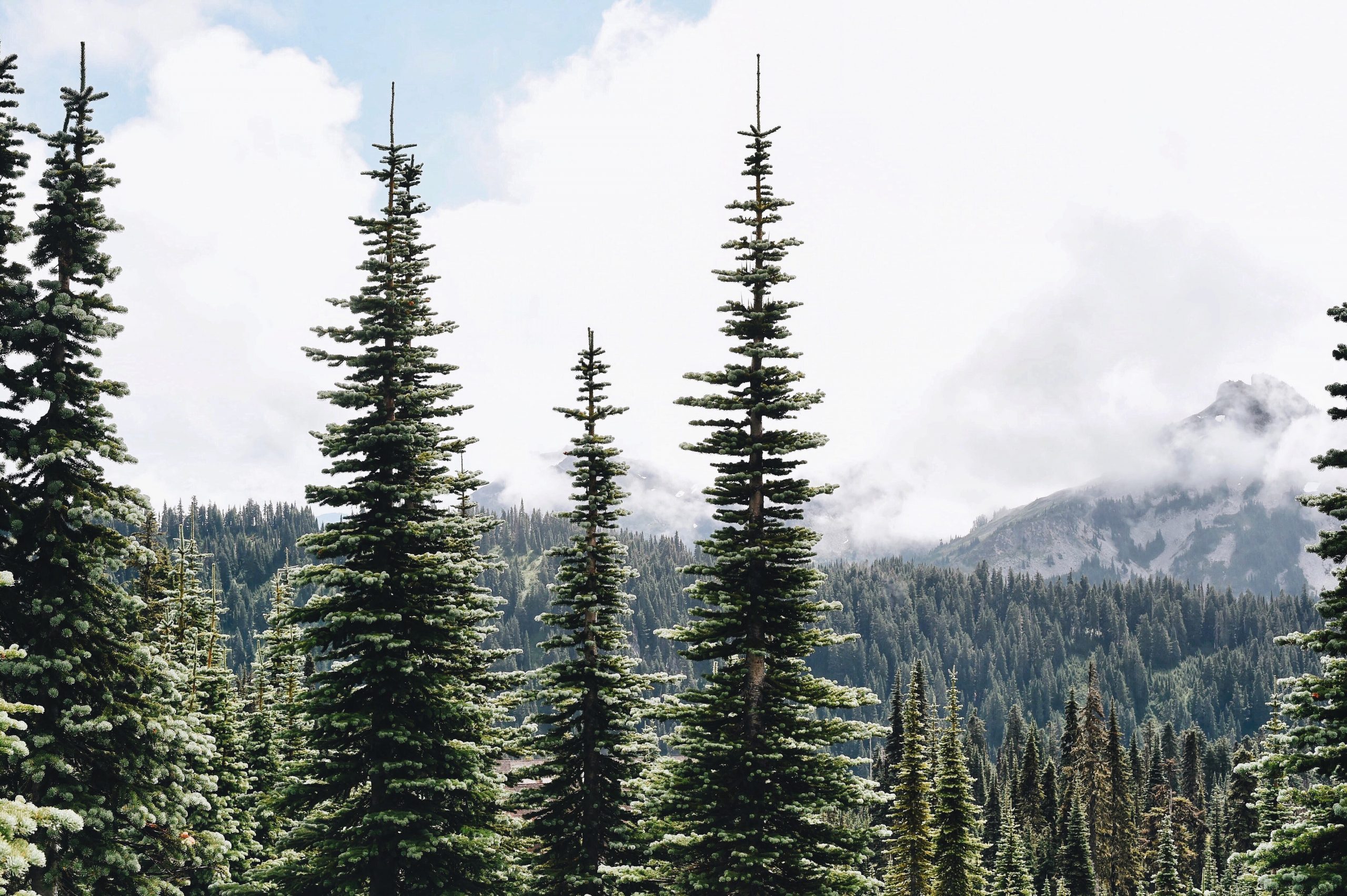 Visiting Mt. Rainier With Family