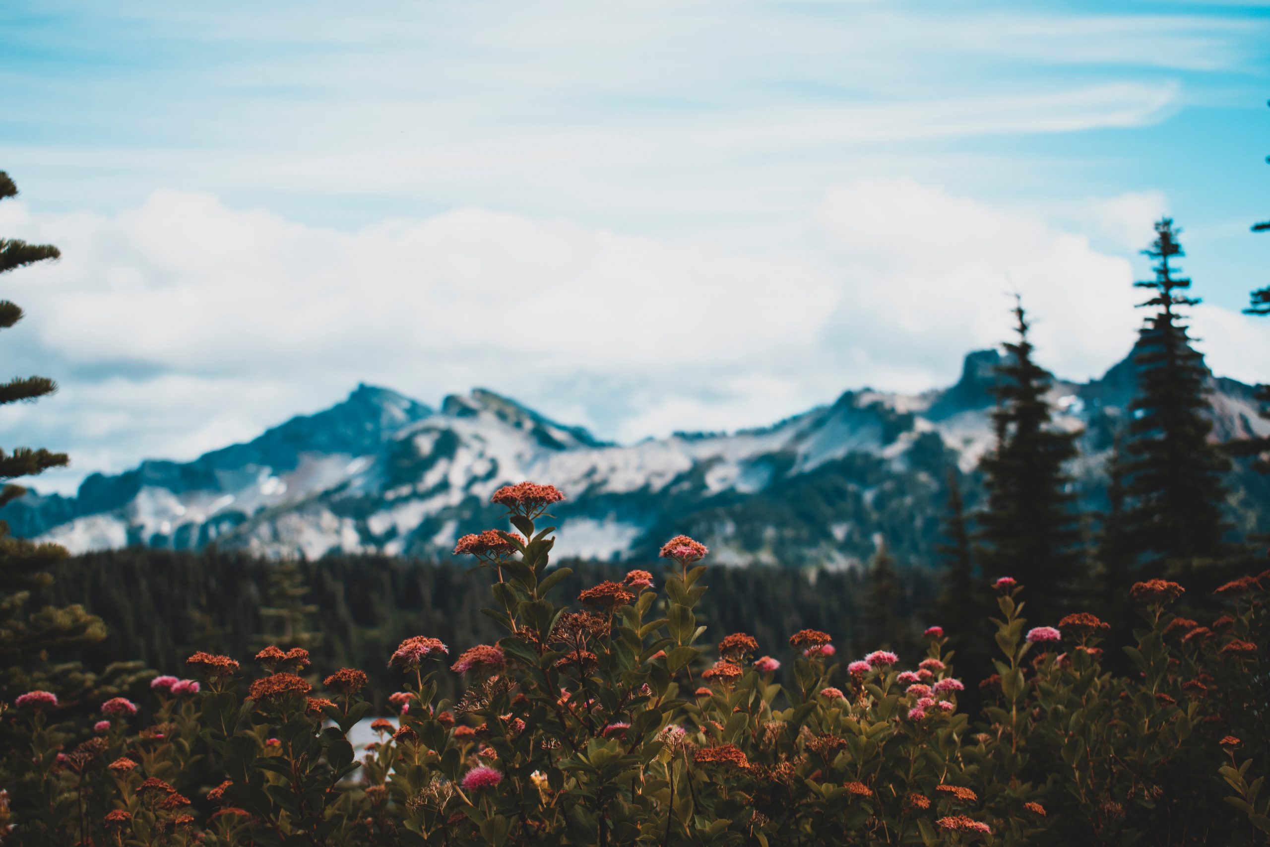 Visiting Mt. Rainier With Family