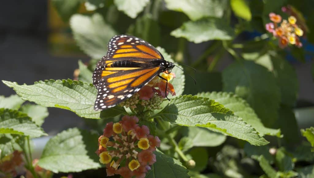 Close up of Monarch butterfly on flower located at Conservatory in Mackinac Island, Michigan