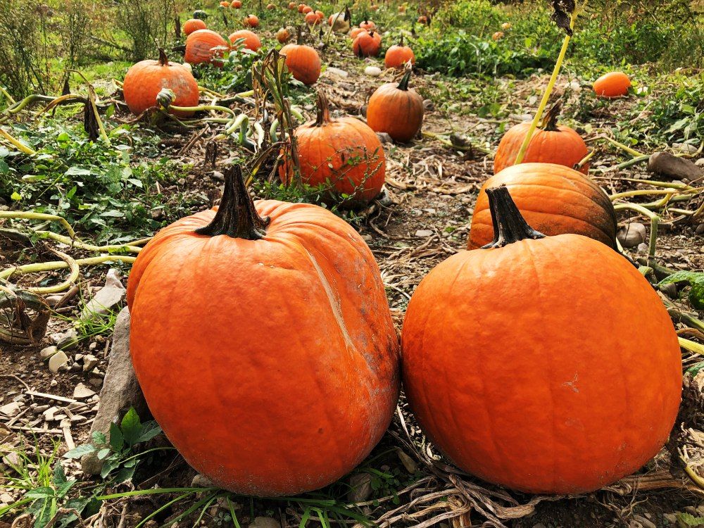 pumpkin patch - best fall destinations in the usa