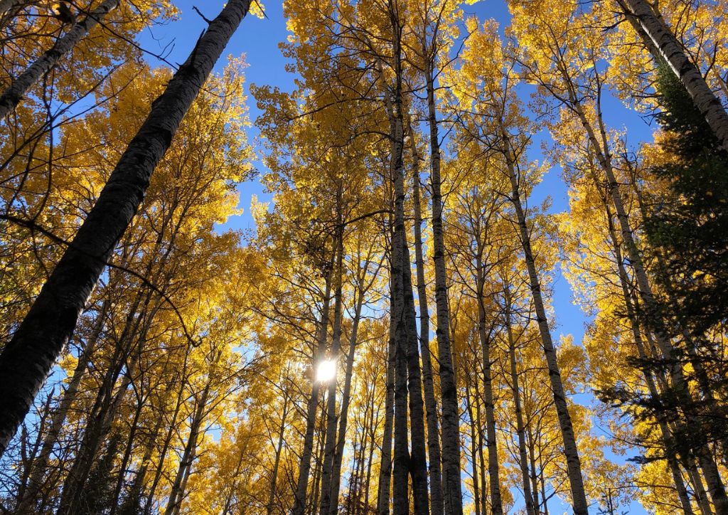 fall leaves - best fall destinations in usa