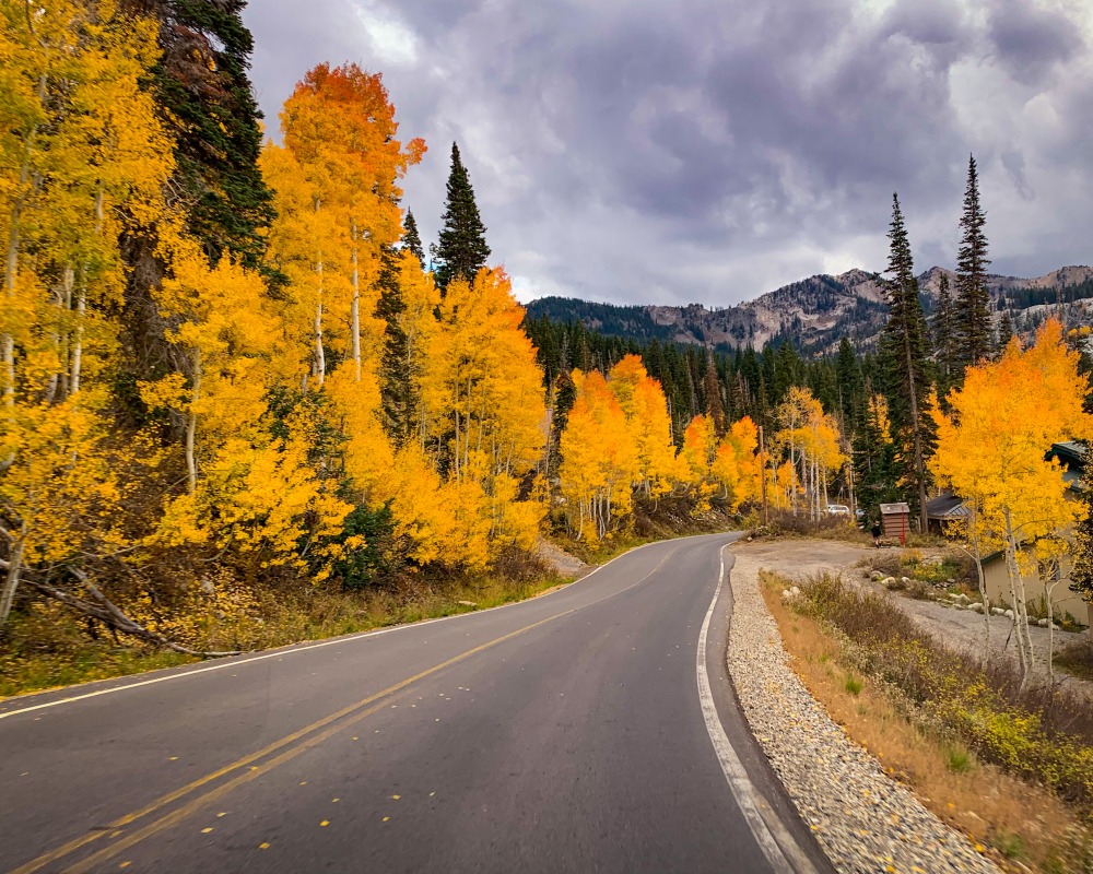trees in yellow by road - best fall vacation in the usa