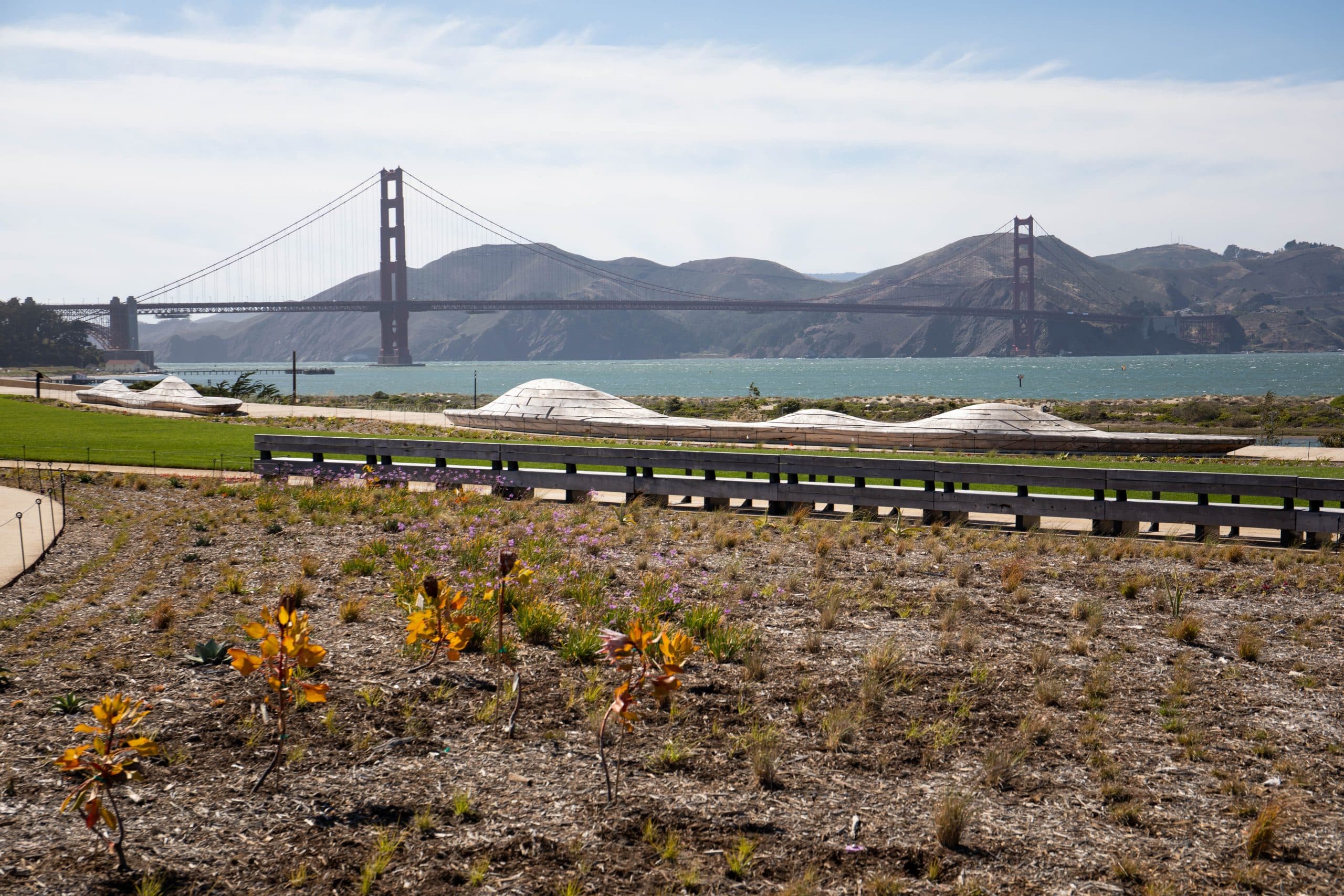 Native Presidio Flowers with Golden Gate Bridge in the background - Presidio Tunnel Tops