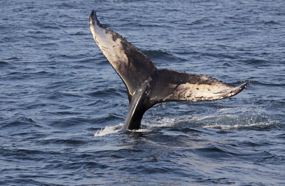 The tail of a humpback whale near Bar Harbor, Maine