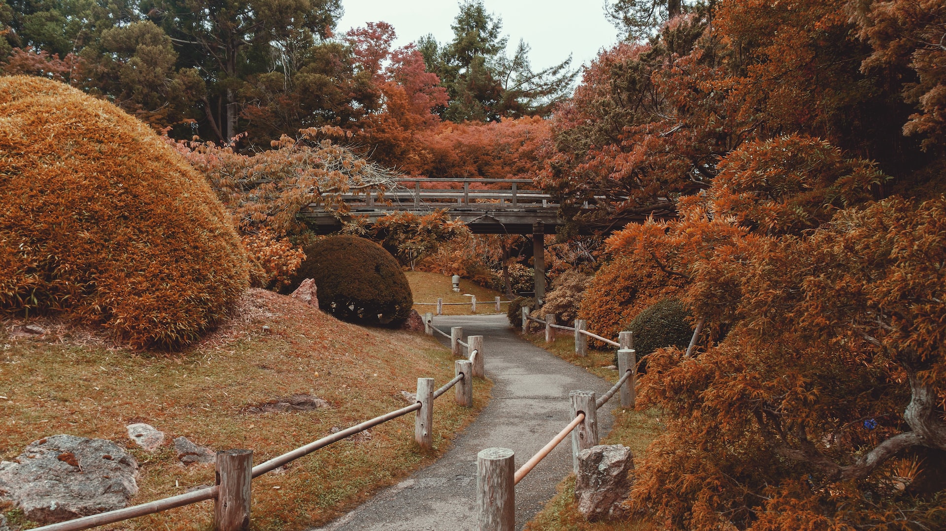 Fall colors in the Japanese Tea Garden, San Francisco, CA