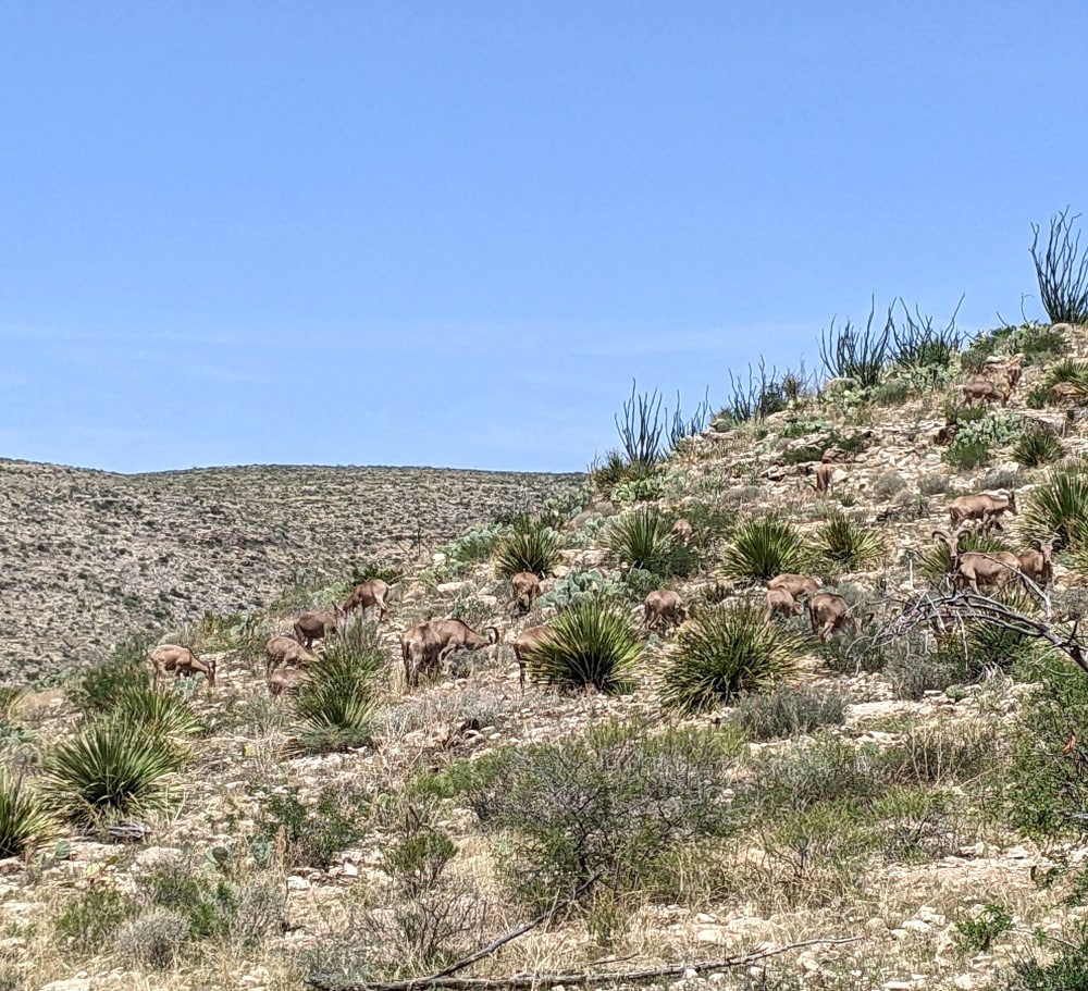 Wild animals graze on the hillsides throughout Carlsbad Caverns National Park.