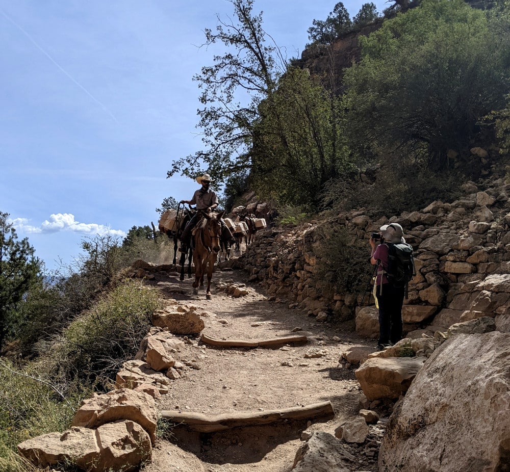 A caravan of mules walks down Bright Angel Trail at Grand Canyon National Park.