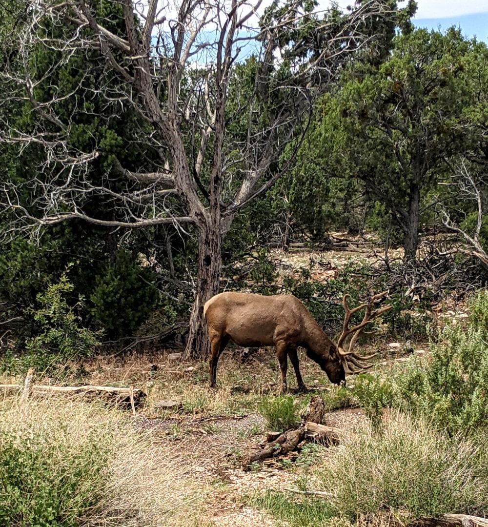 An elk grazing - Grand Canyon With Kids