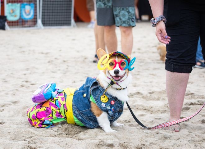 costumed corgie - halloween in la