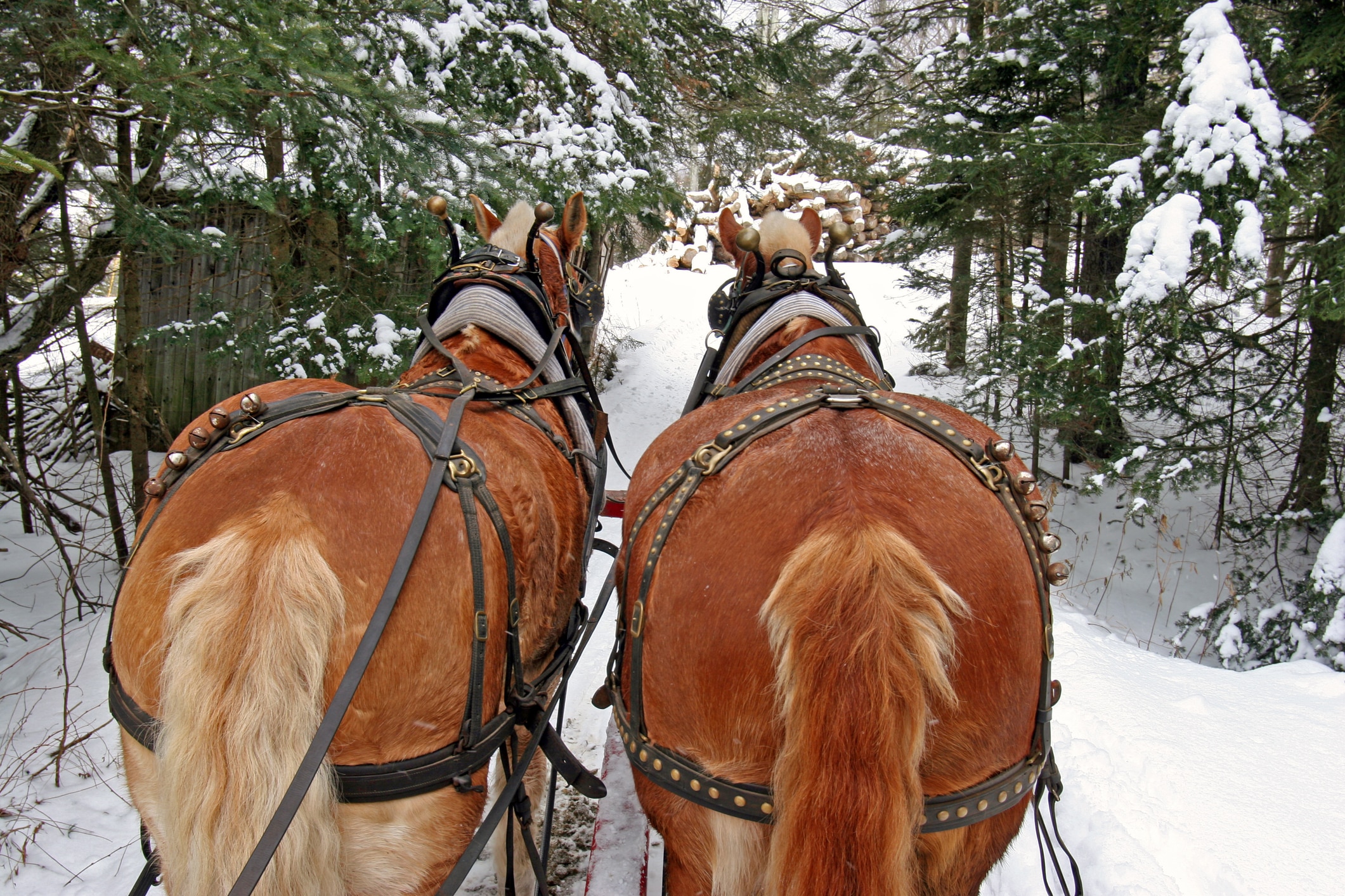 two Belgian horses tethered to a sleigh
