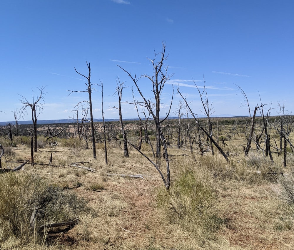 Burned trees at Mesa Verde National Park