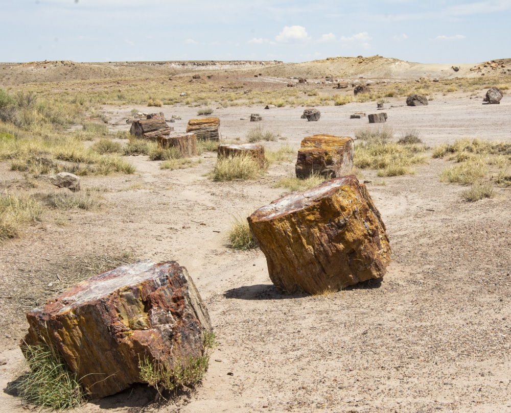 Stumps of petrified wood dotting the landscape at Petrified Forest National Park - Petrified Forest National Park